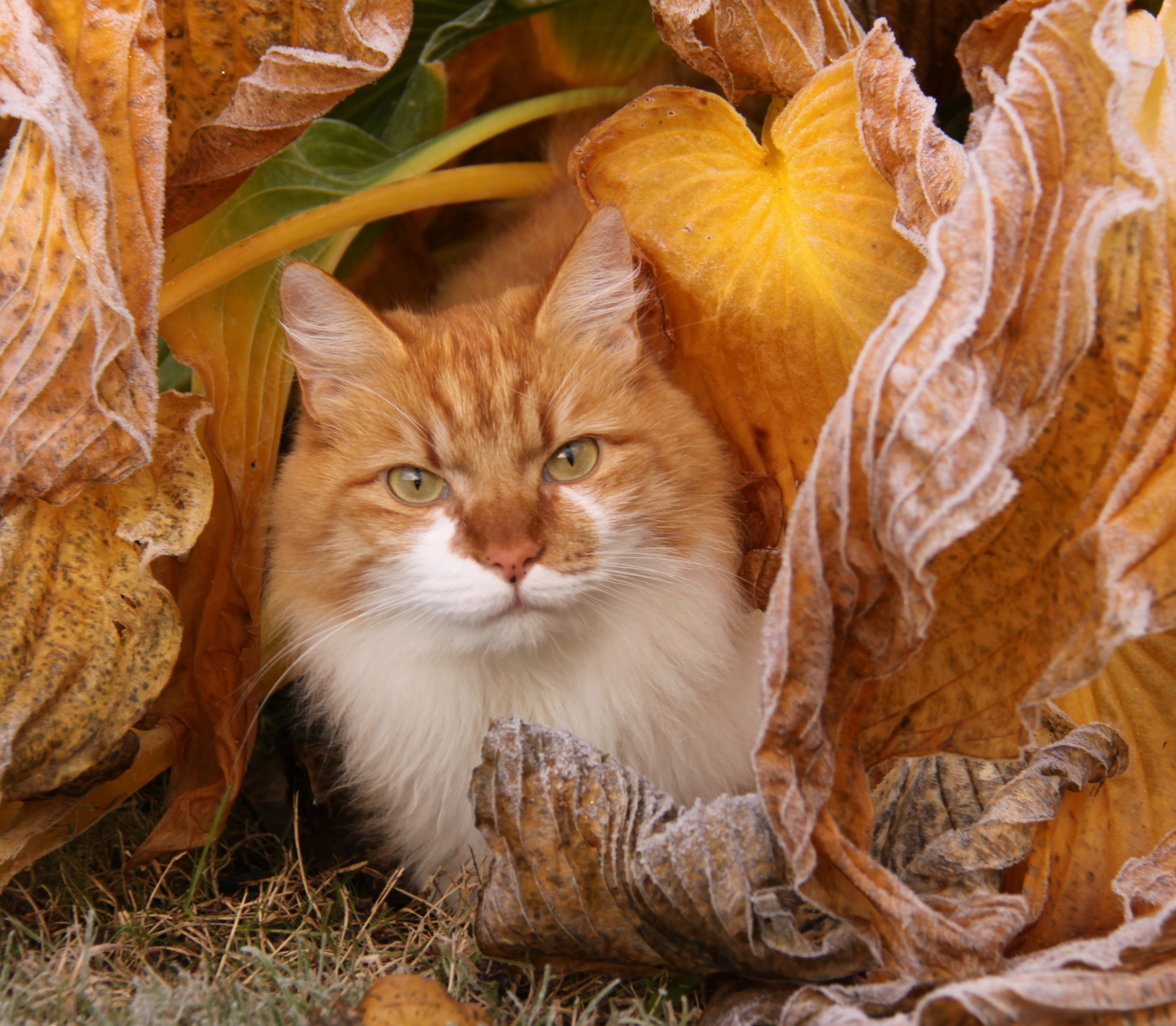Ginger cat around some fallen dried leaves