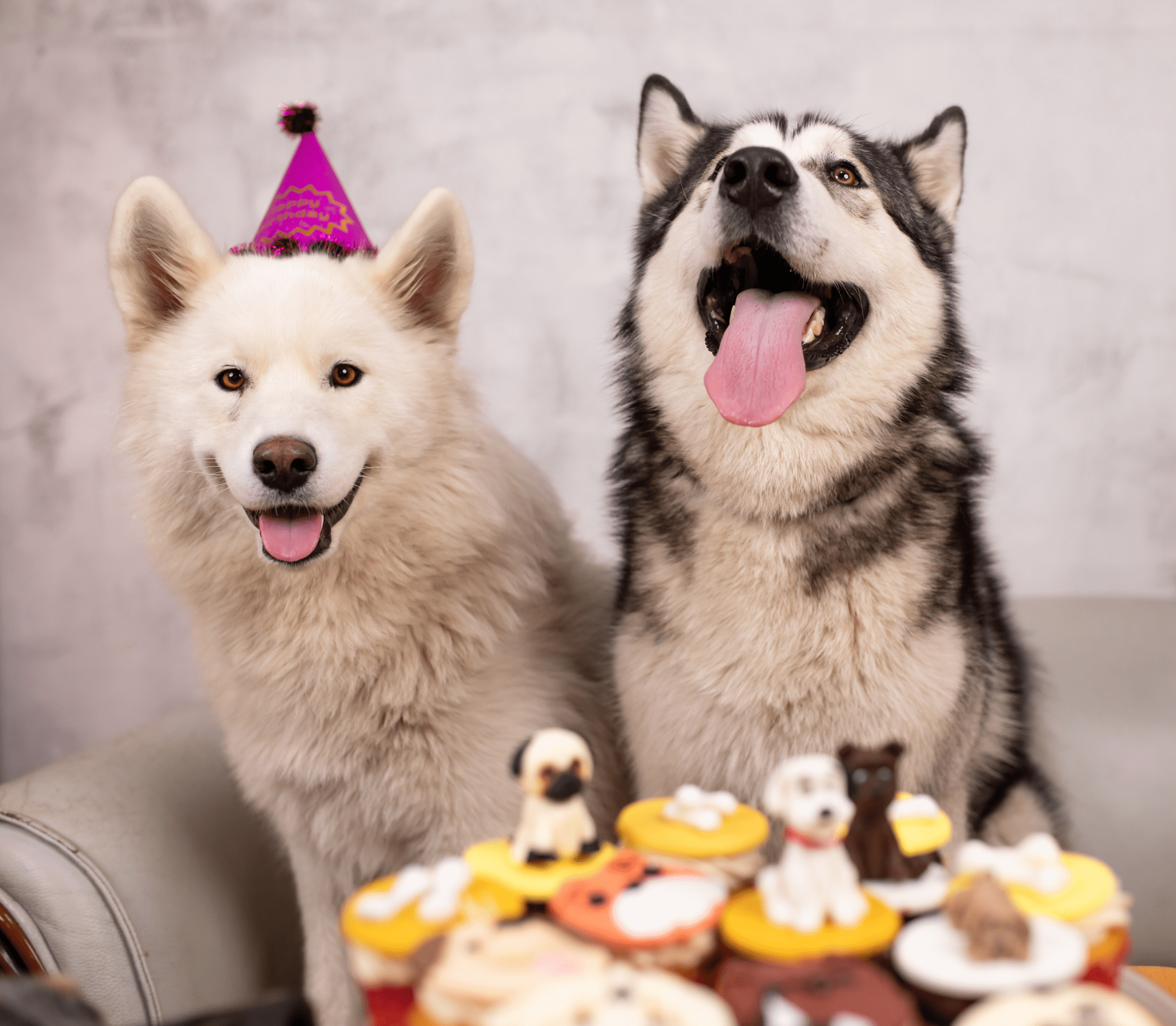 Two husky dogs with party hats and a dog cake