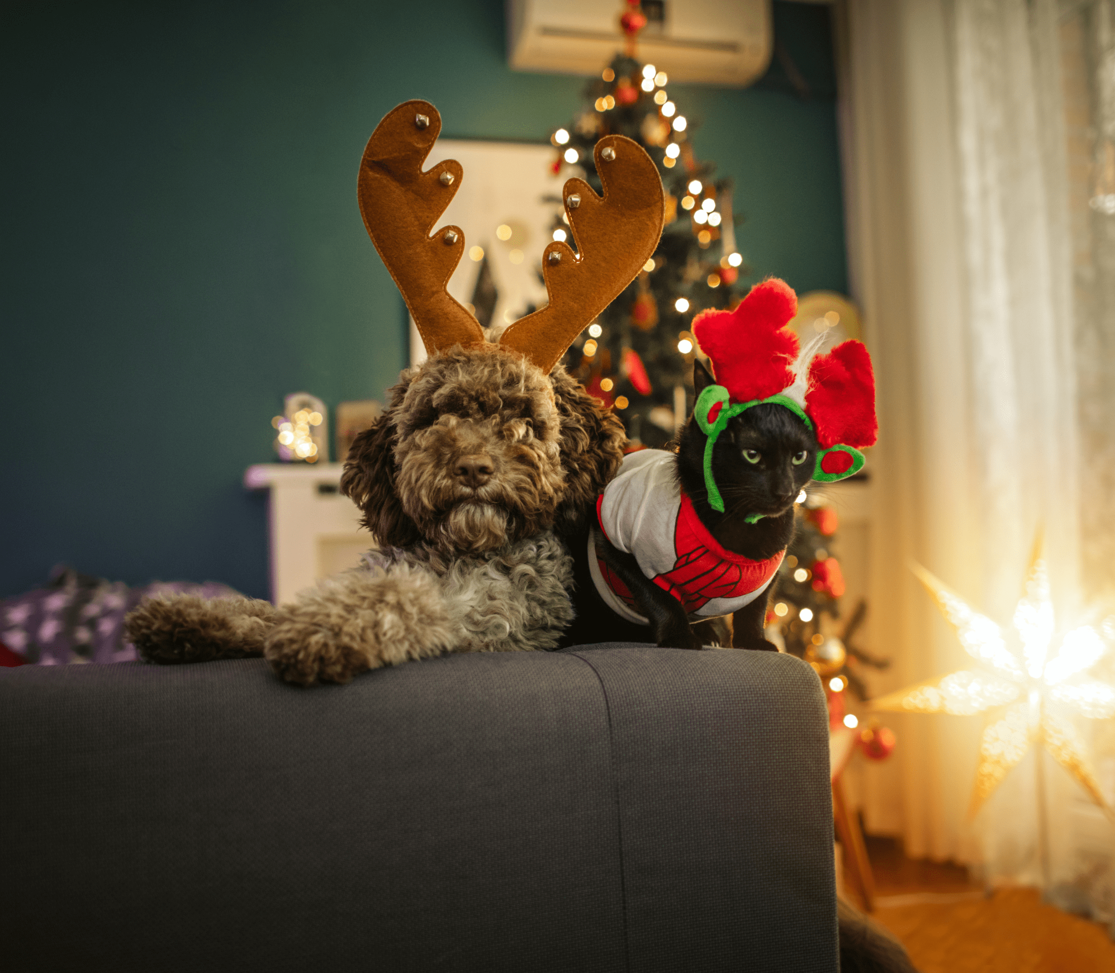 Brown hairy dog wearing a reindeer hat and a black cat wearing a santa hat