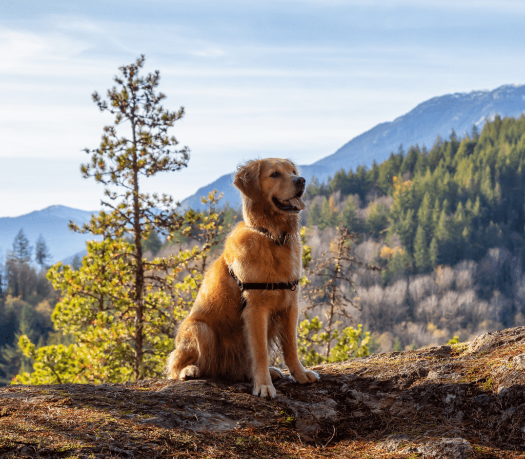Brown furry dog sitting in the mountains