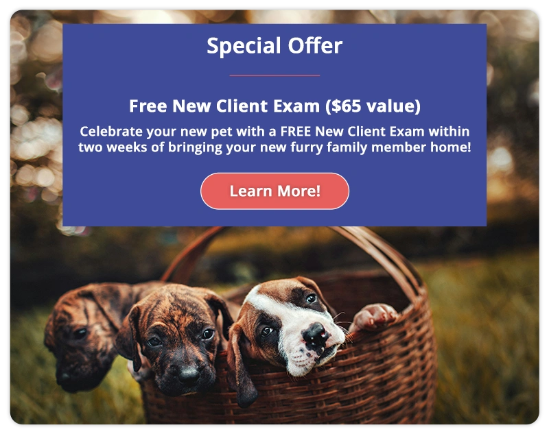 Free New Client Exam ($65 value)