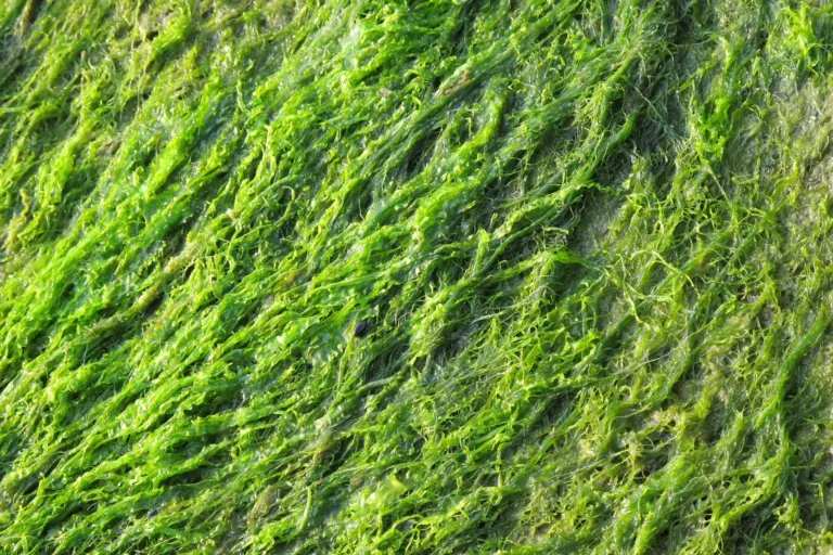 Understanding The Dangers Of Blue-Green Algae