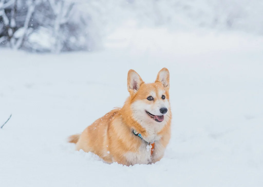 A Corgi sits in deep snow, looking off to the side with an open-mouthed smile.