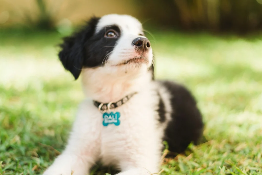 A Border Collie puppy lies in the grass looking upward.