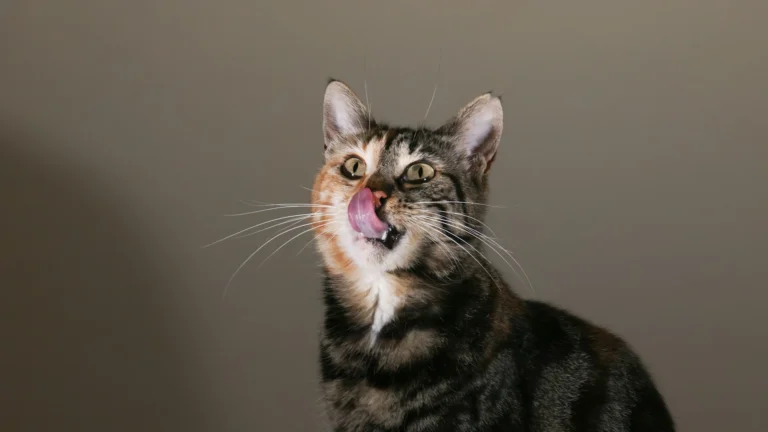 A cat licking its nose against a plain gray background.