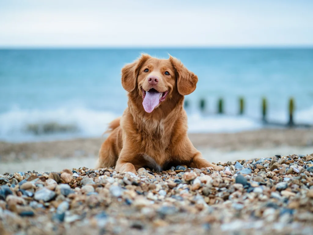 A Nova Scotia Duck Tolling Retriever lies on a pebble beach against a blue ocean and sky.