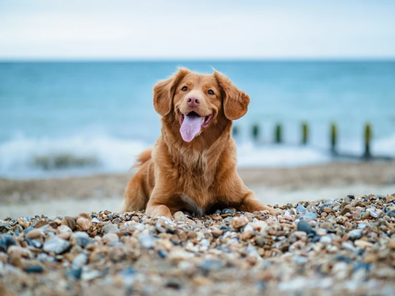 A Nova Scotia Duck Tolling Retriever lies on a pebble beach against a blue ocean and sky.