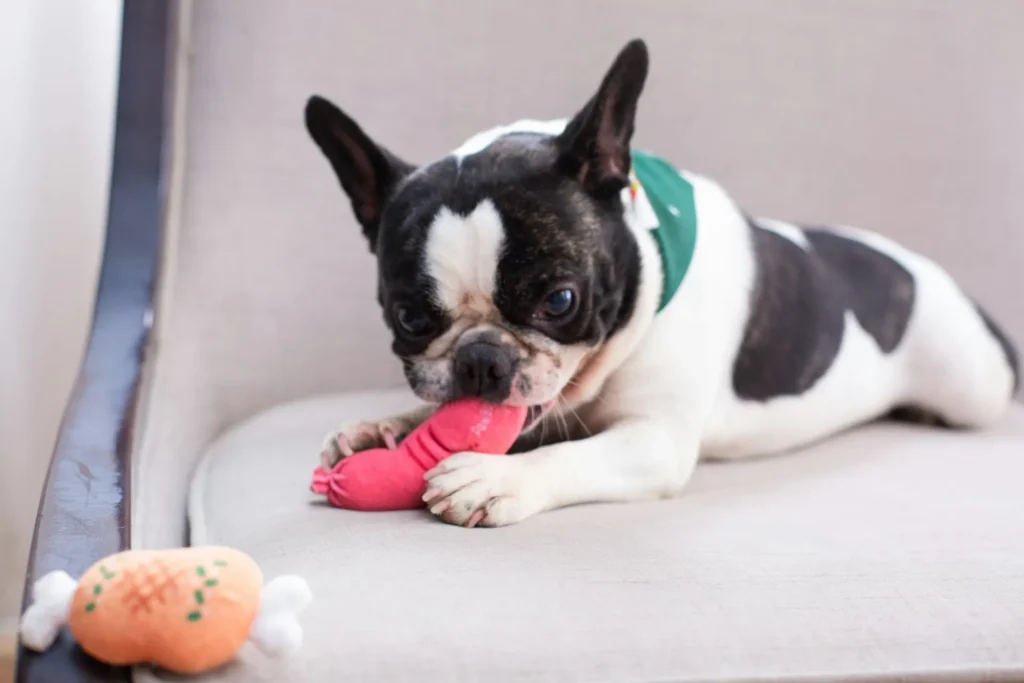 A French Bulldog lies on a light gray armchair, chewing on a pink plush toy.