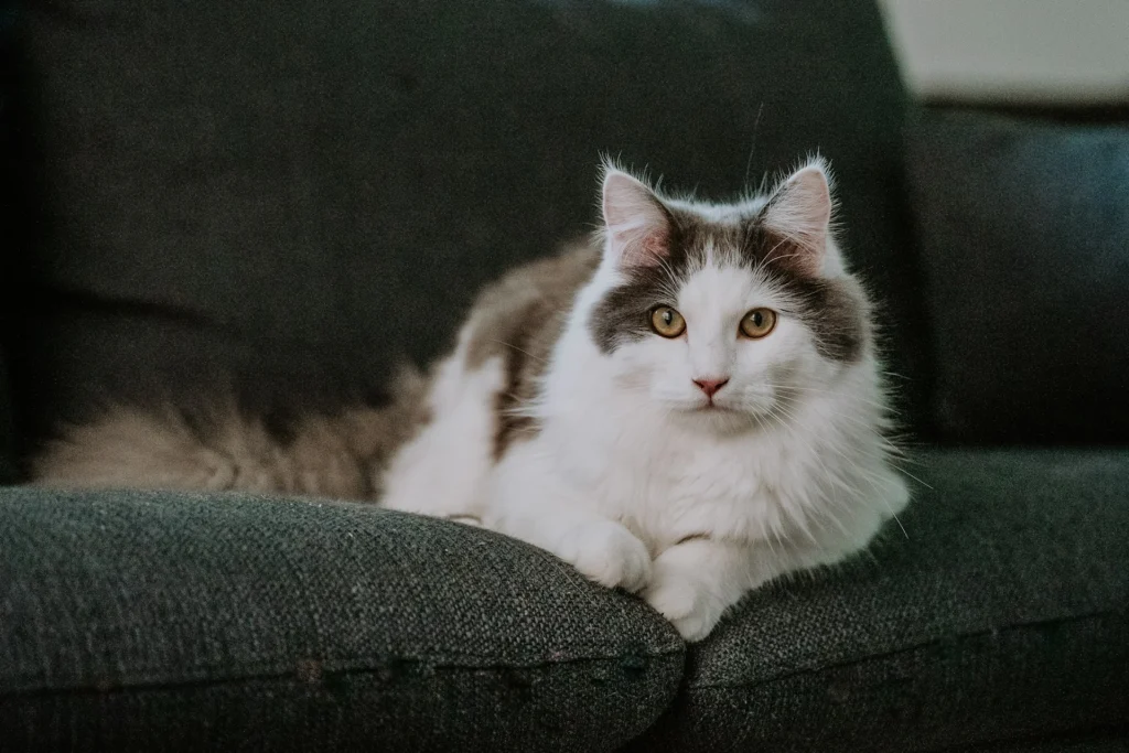 A white and gray long-haired cat lies on a dark gray sofa.