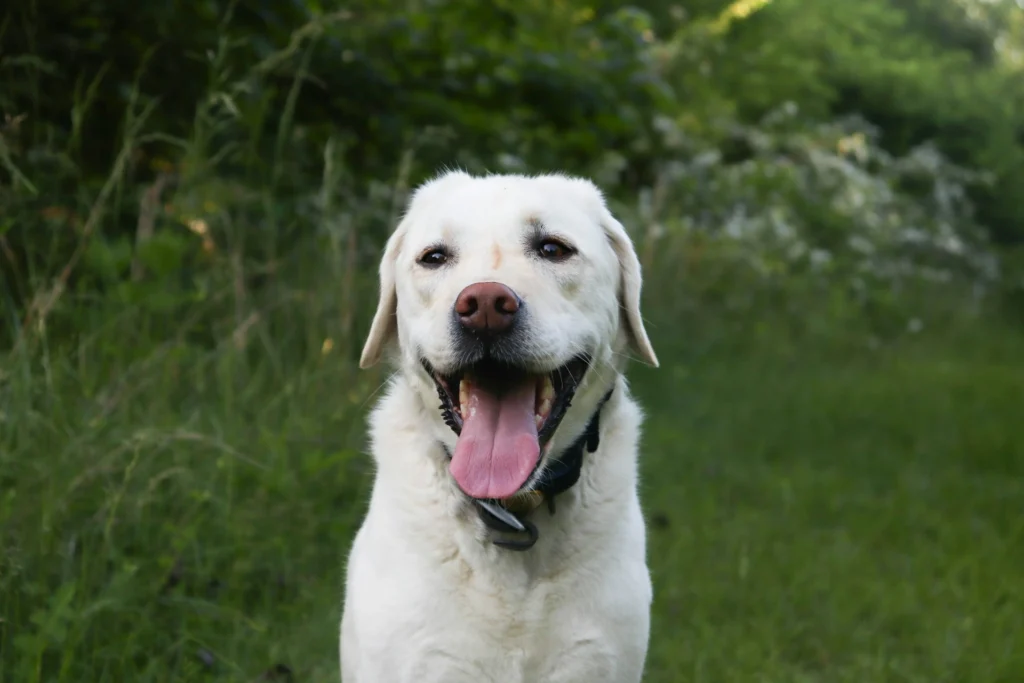 A white Labrador Retriever with its tongue out, sitting in a lush green field.