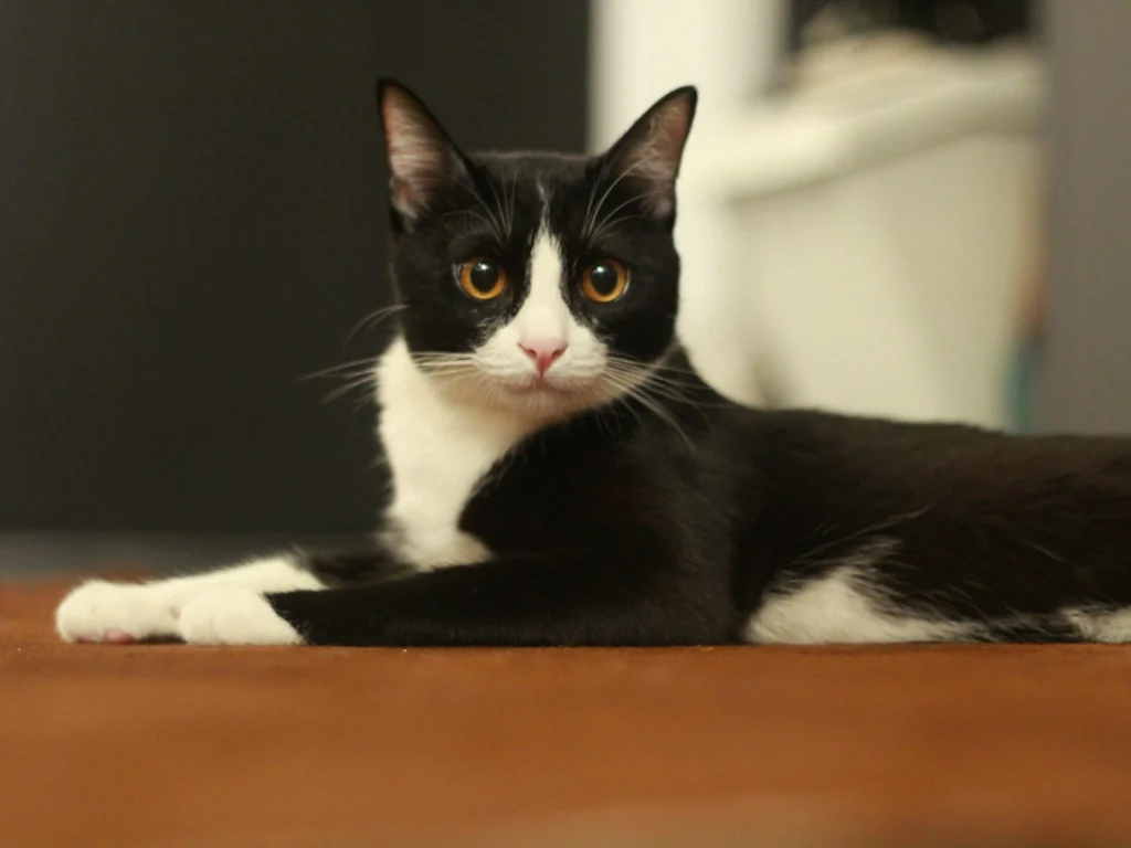 A black and white tuxedo cat lies on a brown surface.