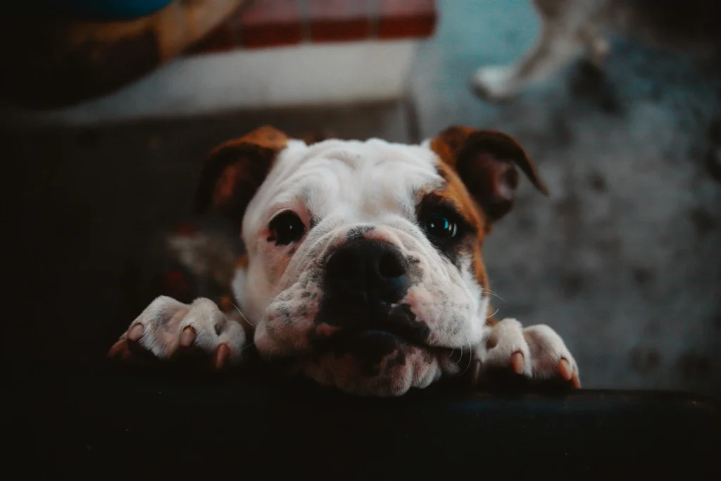 A English Bulldog puppy peering over a dark ledge, resting its paws and chin on the surface.