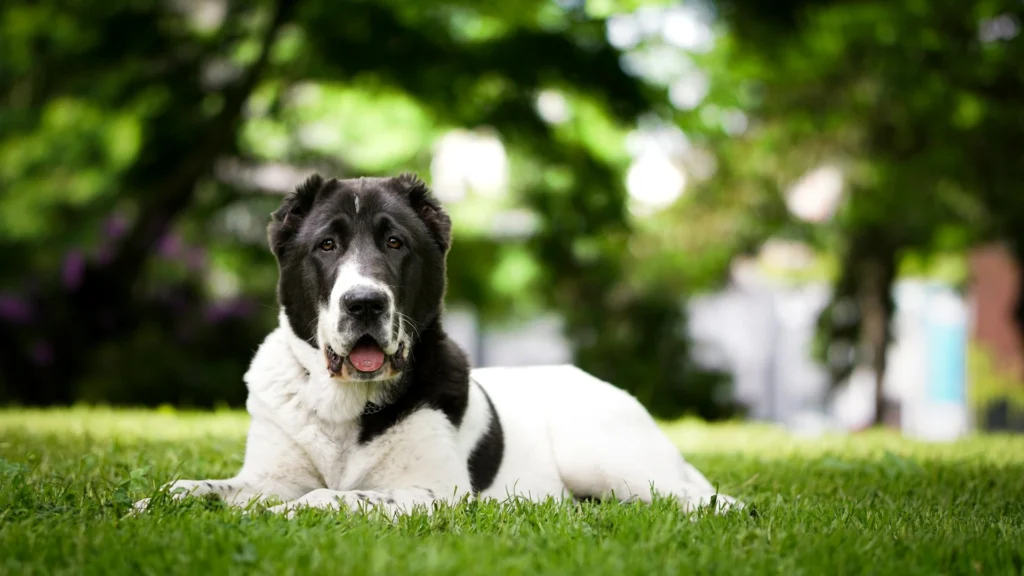 A large black-and-white Dog lies on a grassy lawn, looking forward with lush green trees blurred in the background.