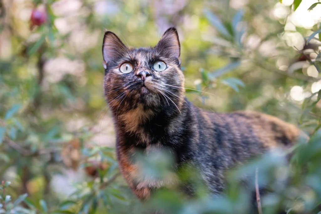 A tortoiseshell cat stands among green foliage outdoors, looking upward with wide, bright eyes.