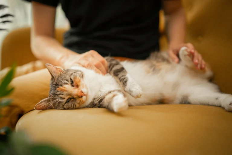 A relaxed calico cat lies on its back on a yellow couch while a person seated beside it gently pets its chest and belly.
