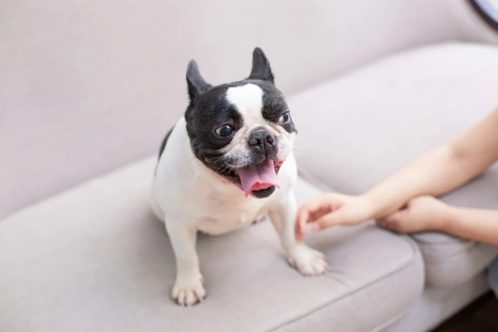 A black-and-white French Bulldog sits panting with its tongue out on a grey sofa, as a person's hand reaches toward it.