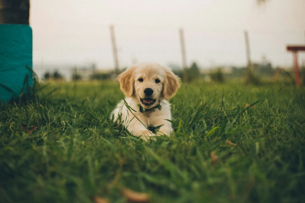 A light golden retriever puppy rests in a patch of green grass outdoors, looking directly forward with a open-mouthed expression.