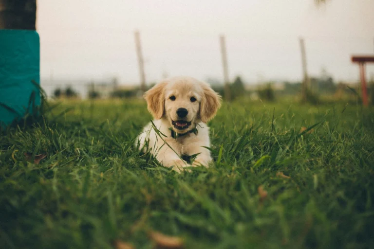 A light golden retriever puppy rests in a patch of green grass outdoors, looking directly forward with a open-mouthed expression.